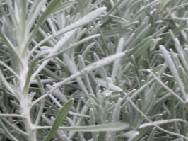 Helichrysum italicum / Italienische Immortelle