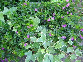 Japanische Scheinmyrthe